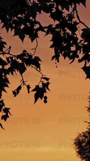 Silhouette of leaves against an orange sky at sunset, Berlin