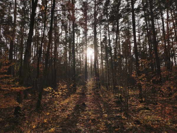 Sunlight breaks through trees in an autumn forest, Potsdam, Germany