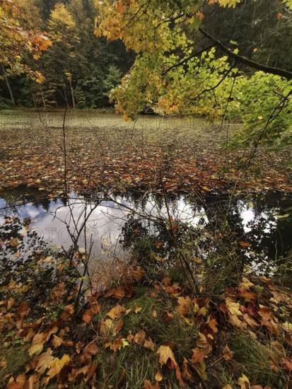Colourful autumn leaves are reflected in the calm water of a forest fan, Frankenwald nature park Park, Germany