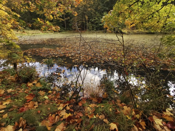 Pond with floating autumn leaves and trees reflecting in the water, Frankenwald nature park Park, Germany