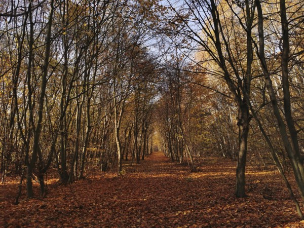A long forest trail is covered by autumn leaves and lined with trees, Frankenwald nature park Park, Germany