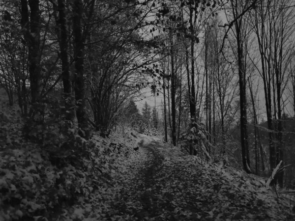 Snowy forest trail in a black and white scene with bare trees, Frankenwald nature park Park, Germany