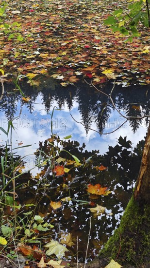Pond with trees and leaves reflecting on the water surface, Frankenwald nature park Park, Germany