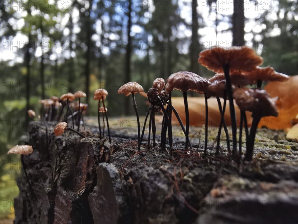 Close-up of mushrooms growing on a mossy tree stump, funny scene, Frankenwald nature park Park, Germany