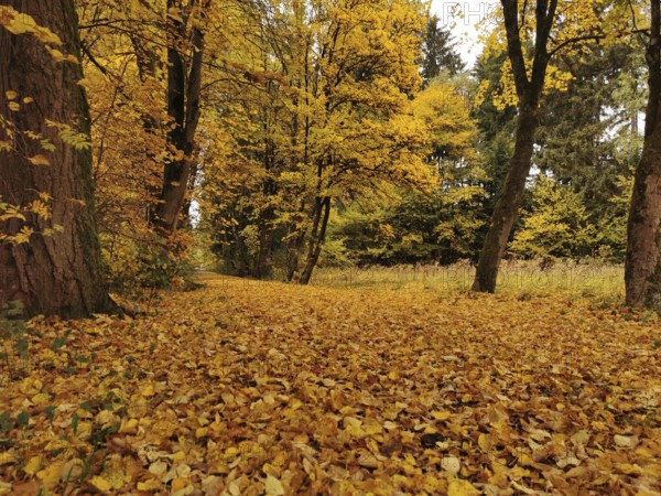 Autumn landscape with golden leaves covering the forest path, Upper Franconia, Franconian Forest