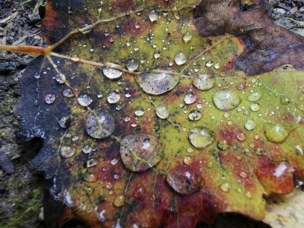 Autumn leaf covered with clear drops of water, showing many colors, Frankenwald nature park Park, Germany