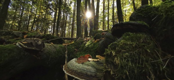 Close-up view of forest with mushrooms and moss in sunlight, Thuringian Forest, Germany