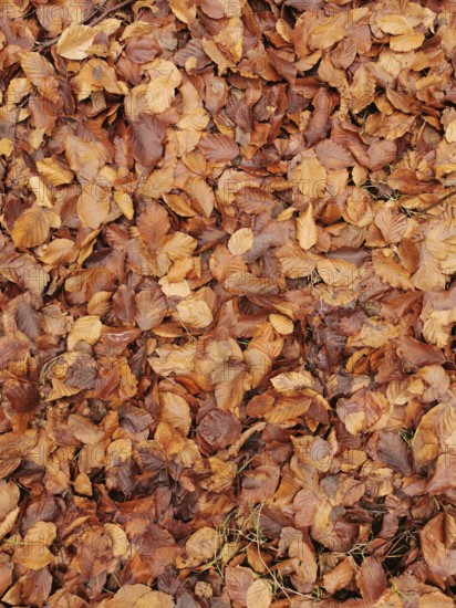 Heap of dried autumn leaves in various shades of brown as soil cover, Frankenwald nature park Park, Germany