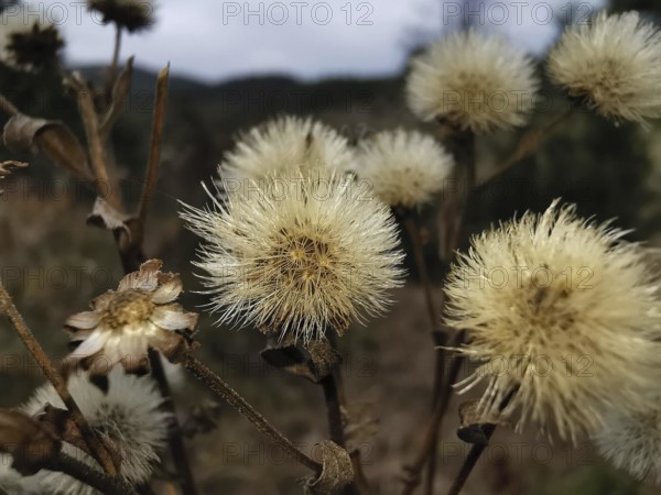 Close-up of dry plant fluff asters (asteraceae) in autumn, with blurred background, Franconian Forest nature park Park