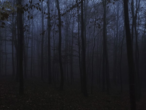 A thick, foggy forest at dusk that has a mystical and quiet atmosphere, Franconian Forest nature park Park