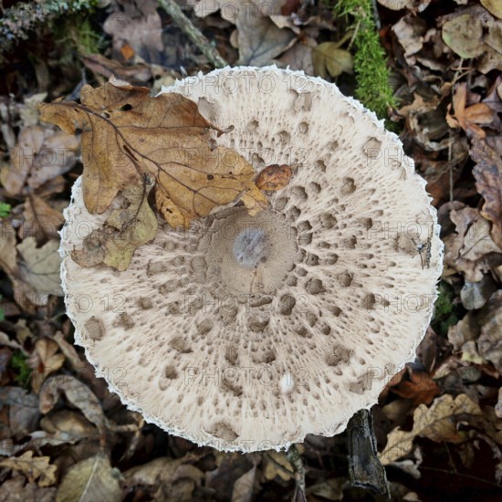 Close-up of a Parasol mushroom (Macrolepiota procera) with autumn leaves in the forest, Rennsteig, Franconian Forest nature park Park