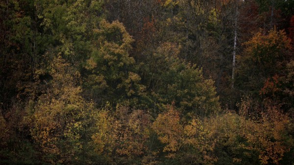 Dense tree landscape in autumn with a mix of brown and green tones that form a harmonious natural scene, Hainich National Park, Germany