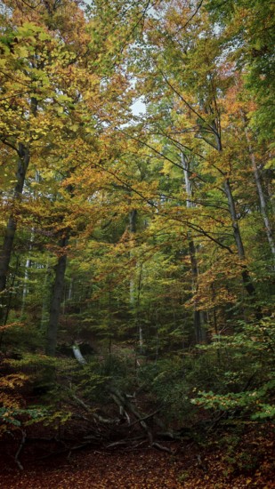Lively forest in autumn, rich in colorful leaves and various shades of autumn. A dynamic and colorful scene, Hainich National Park, Germany
