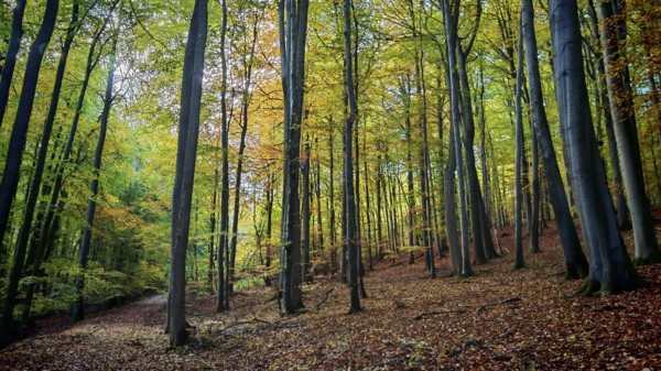 A quiet forest with tall trees and colorful autumn leaves. A natural and peaceful landscape in autumn, Hainich National Park