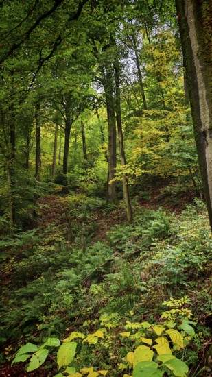 A dense forest with lush greenery and bright leaves creates a peaceful atmosphere, Fichtelgebirge, Germany