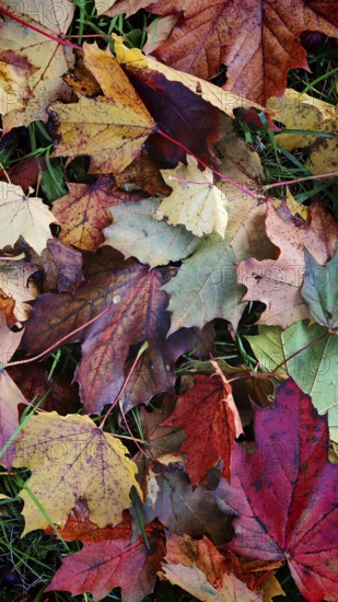 Colourful carpet of autumn leaves in various shades of red on a green background