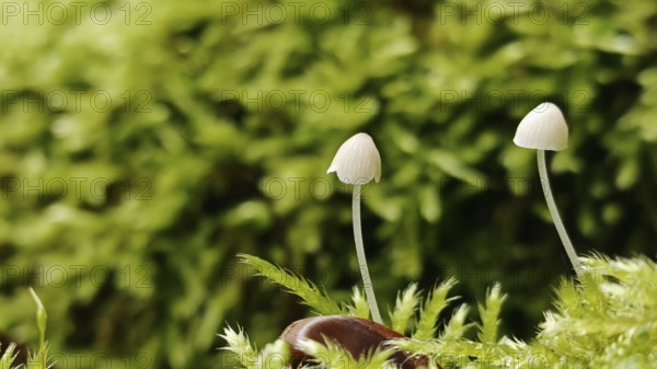 Two small mushrooms stick out of a lush green moss landscape in natural surroundings