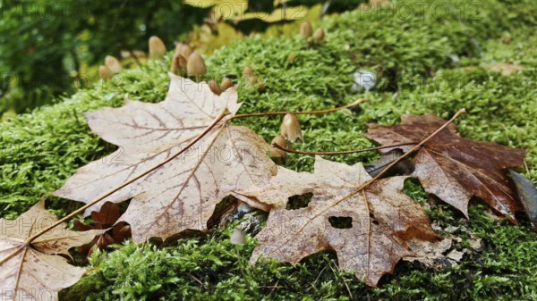 Autumn leaves and small mushrooms on moss-covered forest soil in natural surroundings