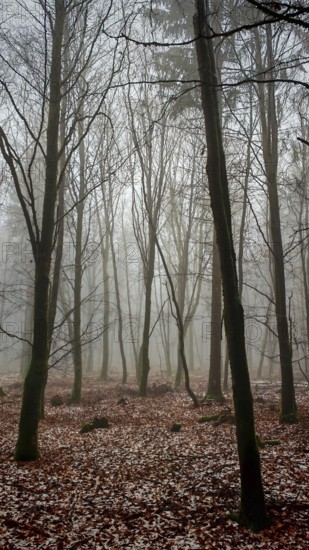 Foggy forest covered with quiet autumn leaves, Franconian Forest nature park Park