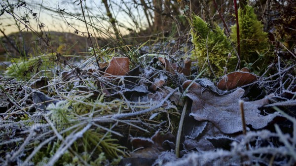Frozen leaves and moss in frosty morning light, Frankenwald nature park Park