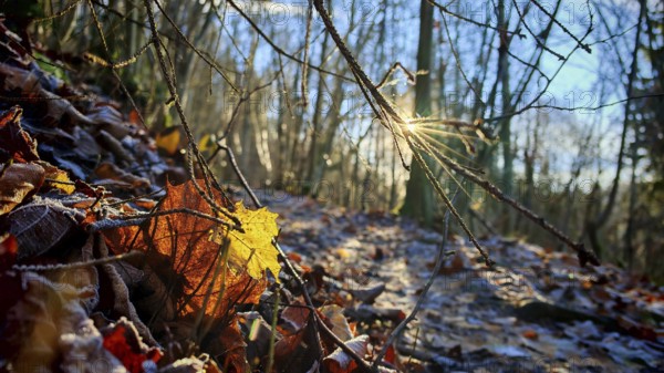 Sunshine illuminates the autumn forest trail with leaves, Franconian Forest nature park Park