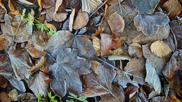 Frozen leaves in various shades of brown with a green accent, Frankenwald nature park Park
