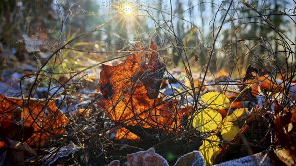 Sunlight hits frozen soil with dry leaves and complex branches, Franconian Forest nature park Park