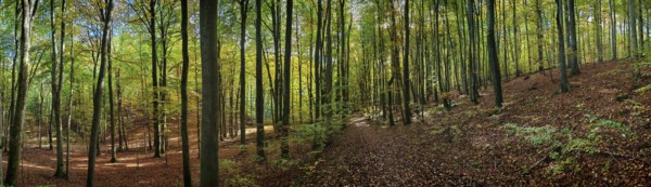 Green forest with tall trees and sunlight falling through the canopy creates a peaceful environment
