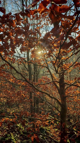 Sunlight floods the autumn leaves of a tree, Frankenwald nature park Park