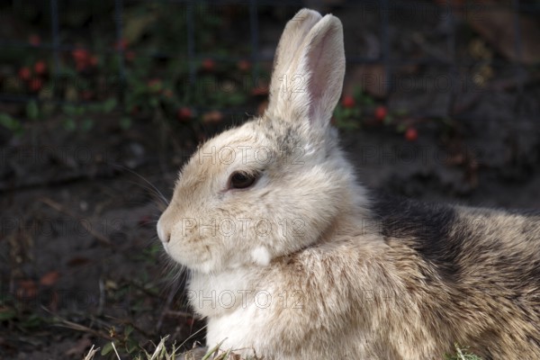 Domestic rabbit (Oryctolagus cuniculus domestica), side profile, dark background, cute