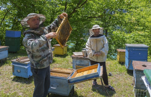 Two beekeepers in protective clothing work in a wooded area, beekeepers, Mingrelia region and Upper Svaneti, Georgia