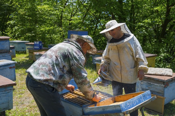Beekeepers in protective suit with smoking equipment inspect beehives, beekeepers, Mingrelia region and Upper Svaneti, Georgia