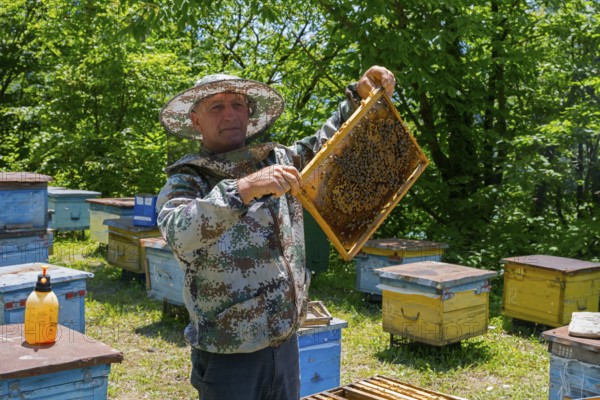 Man wearing camouflage clothes showing beehive frames in apiary, beekeeper, Mingrelia region and Upper Svaneti, Georgia