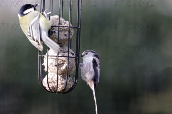 Long-tailed tit (Aegithalos caudatus), great tit, tit dumpling, hunger, bird feeding, winter, Germany