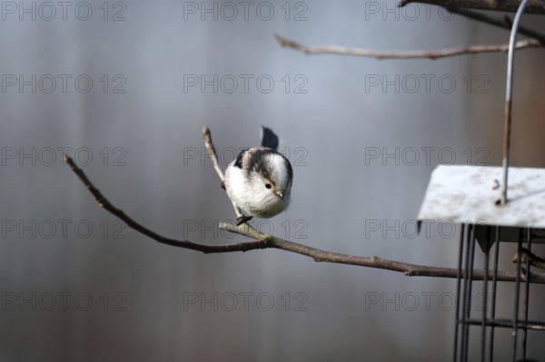 Long-tailed Tit (Aegithalos caudatus), twig, cute, Germany