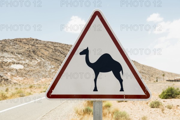 Traffic sign Attention Camels, near Merzouga, Meknès-Tafilalet region, Erg Chebbi, northern Sahara, Morocco