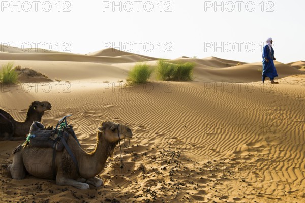 Sand dunes and dromedary, sunrise, near Merzouga, Meknès-Tafilalet region, Erg Chebbi, northern Sahara, Morocco