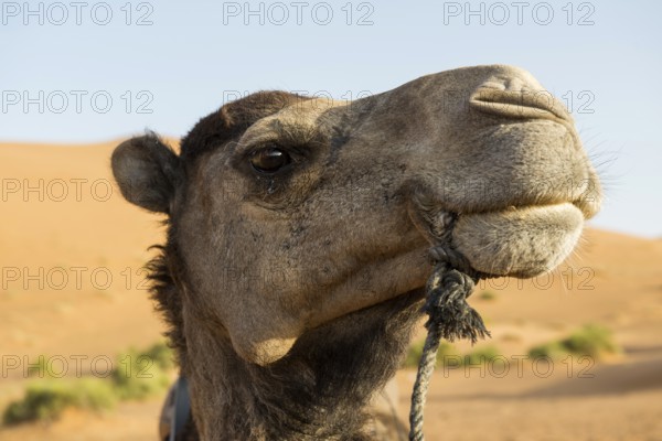 Dromedary, near Merzouga, Meknès-Tafilalet region, Erg Chebbi, northern Sahara, Morocco