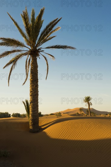 Sand dunes, sunrise, near Merzouga, Meknès-Tafilalet region, Erg Chebbi, northern Sahara, Morocco