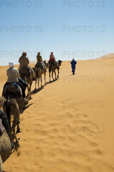Tourists on dromedaries in the desert, near Merzouga, Meknès-Tafilalet region, Erg Chebbi, northern Sahara, Morocco
