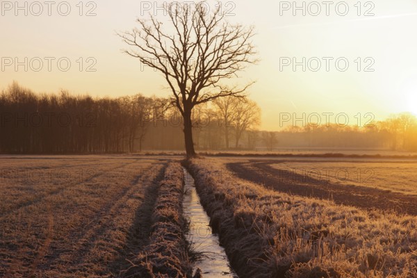 Daybreak, golden hour, frozen, tree, stream, lighting atmosphere, peace, North Rhine-Westphalia, Germany, The winter landscape shines in an orange light. The silhouettes of the trees appear dark during the first rays of sunlight