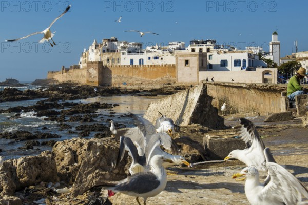 Fishermen and seagulls on the promenade, Essaouira, UNESCO World Heritage Site, Atlantic coast, Morocco