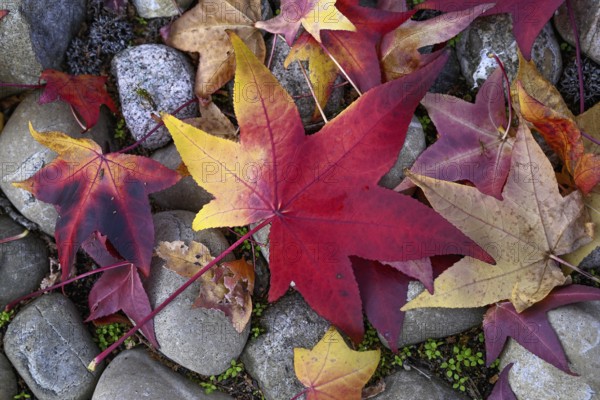 Colourful autumn leaves in a front garden, Achern, Ortenaukreis, Baden-Württemberg, Germany