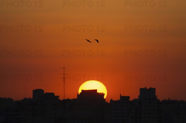Birds fly towards sunset over the rooftops of Buenos Aires, Argentina, South America