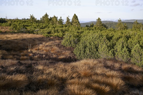High moor on the Hornisgrinde, Hornisgrinde-Biberkessel nature reserve, municipality of Sasbachwalden, Ortenaukreis, Baden-Württemberg, Germany