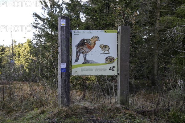 Capercaillie display, high moor on the Hornisgrinde, Hornisgrinde-Biberkessel nature reserve, municipality of Sasbachwalden, Ortenaukreis, Baden-Württemberg, Germany