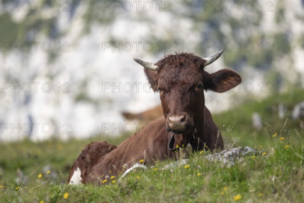 Pinzgau beef with cowbell on the Halsalm near Ramsau, Berchtesgaden National Park, Bavaria, Germany