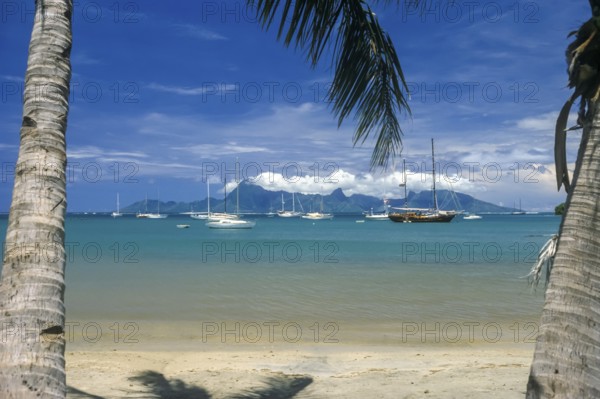 View through two palm trees of sailing yachts and Moorea, Tahiti, Franz. Poynesia