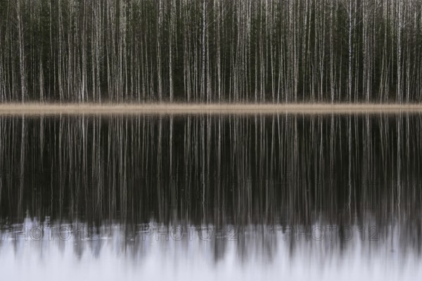 Tight standing, white-black trunks, birch forest on lakeside in winter, forest, multiple exposure, Finland