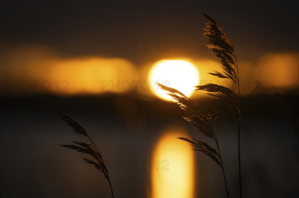 Silhouette of reed stalks against setting sun, Finland
